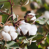 Egyptian Cotton