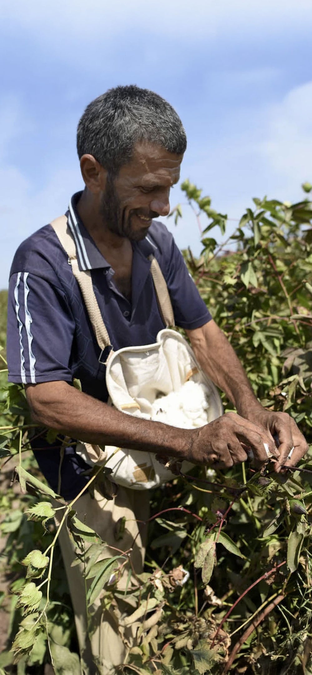 Cotton image